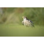 Canon RF 200–800 mm F6.3–9 IS USM - Imagen 11