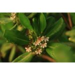 Canon RF 28-70 mm f/2,8 IS STM - Imagen 13