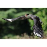 Canon RF 200–800 mm F6.3–9 IS USM - Imagen 14