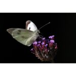 Canon RF 200–800 mm F6.3–9 IS USM - Imagen 16