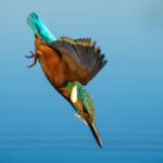 Sony FE 70-200 mm f/2.8 GM OSS II - Imagen 4