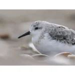 OM System OM-1 Mark II Body - Imagen 7