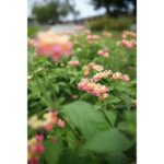 Canon RF 28-70 mm f/2,8 IS STM - Imagen 8