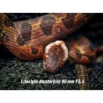 OM System M.Zuiko ED 90 mm F3,5 Macro IS Pro - Imagen 9